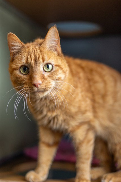 CROOKSHANKS