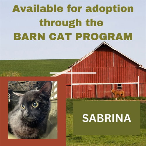 SABRINA BARN CAT, Young Domestic Short Hair (medium coat), cat for adoption in Lancaster, Pennsylvania