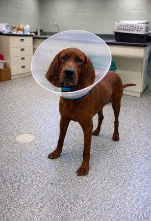 KARMINE, an adoptable Redbone Coonhound in Westminster, MD