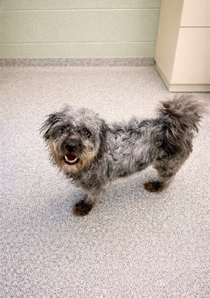 picture of the dog needing adoption