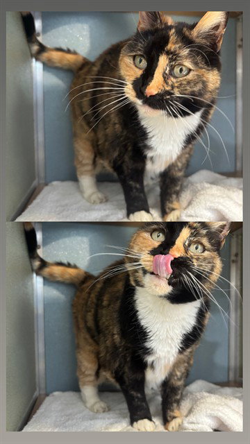 SASHA, Senior Domestic Short Hair (medium coat), cat for adoption in Lancaster, Pennsylvania