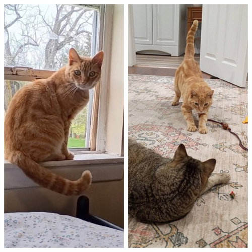 RATT, Adult Domestic Short Hair (medium coat), cat for adoption in Lancaster, Pennsylvania