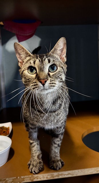 SKYE BEAR, Adult Domestic Short Hair (medium coat), cat for adoption in Lancaster, Pennsylvania