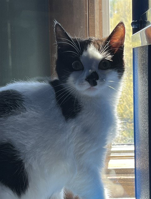 picture of the cat needing adoption