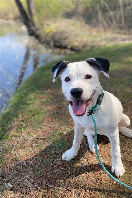 picture of the dog needing adoption