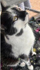 PRINCESS, Young Domestic Short Hair (medium coat), cat for adoption in Lancaster, Pennsylvania