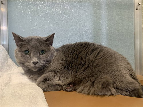 TUNA, Senior Domestic Short Hair (medium coat), cat for adoption in Lancaster, Pennsylvania