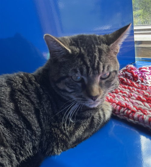 JOHN, Young Domestic Short Hair (medium coat), cat for adoption in Lancaster, Pennsylvania