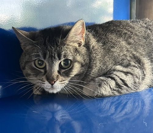 BELLA, Adult Domestic Short Hair (medium coat), cat for adoption in Lancaster, Pennsylvania