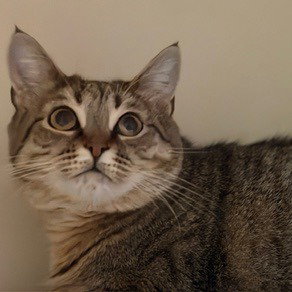 PROFESSOR FARNSWORTH, Adult Domestic Short Hair (medium coat), cat for adoption in Lancaster, Pennsylvania