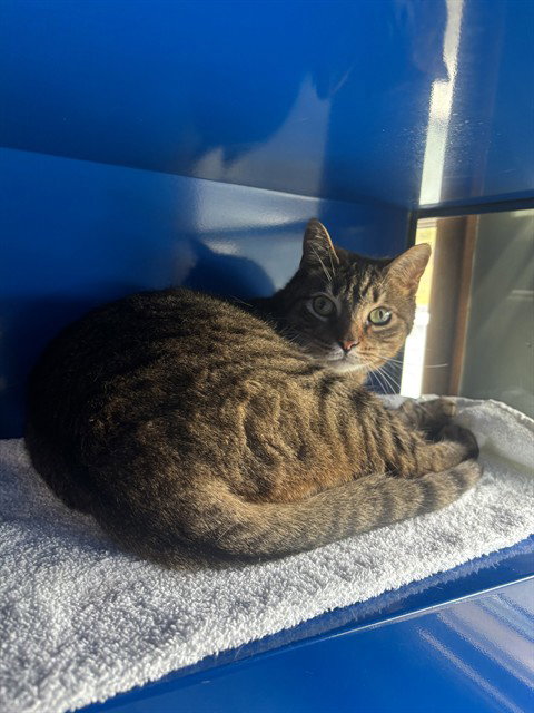 SABRINA, Adult Domestic Short Hair (medium coat), cat for adoption in Lancaster, Pennsylvania