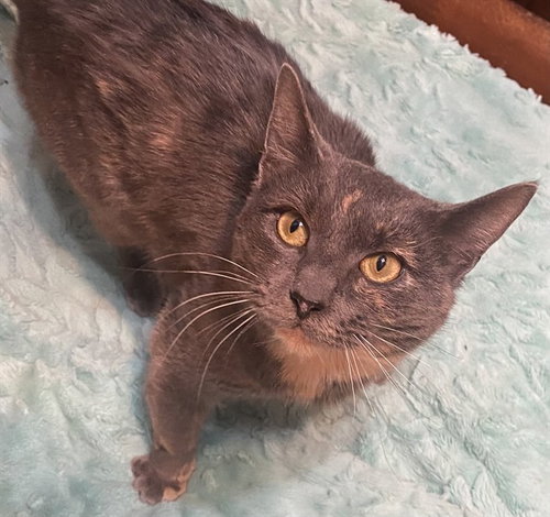 MANDY, Adult Domestic Short Hair (medium coat), cat for adoption in Hagerstown, Maryland
