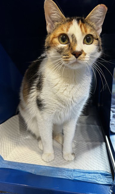 MAISIE, Young Domestic Short Hair (medium coat), cat for adoption in Hagerstown, Maryland