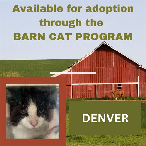 DENVER BARN CAT, Adult Domestic Short Hair (medium coat), cat for adoption in Hagerstown, Maryland