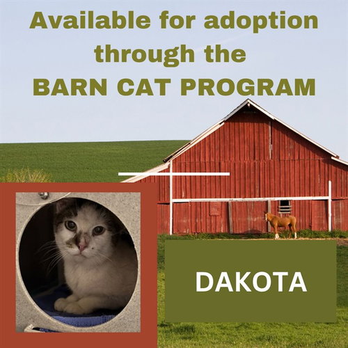 DAKOTA BARN CAT, Senior Domestic Short Hair (medium coat), cat for adoption in Hagerstown, Maryland