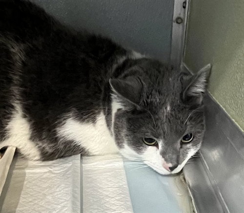 REMMY, Adult Domestic Short Hair (medium coat), cat for adoption in Hagerstown, Maryland