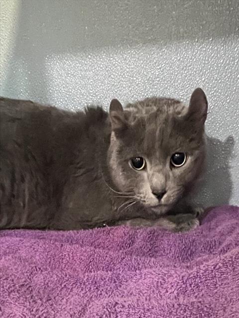 BOBBY, Adult Domestic Short Hair (medium coat), cat for adoption in Hagerstown, Maryland