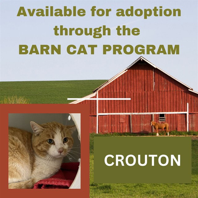CROUTON BARN CAT