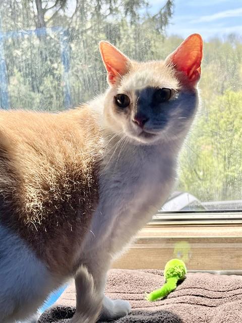GUNNAR, Adult Domestic Short Hair (medium coat), cat for adoption in Hagerstown, Maryland