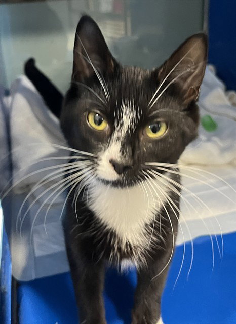 BETTY, Adult Domestic Short Hair (medium coat), cat for adoption in Hagerstown, Maryland