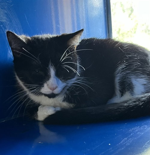 WILMA, Adult Domestic Short Hair (medium coat), cat for adoption in Hagerstown, Maryland