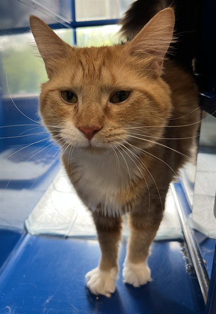 ARCHIE
