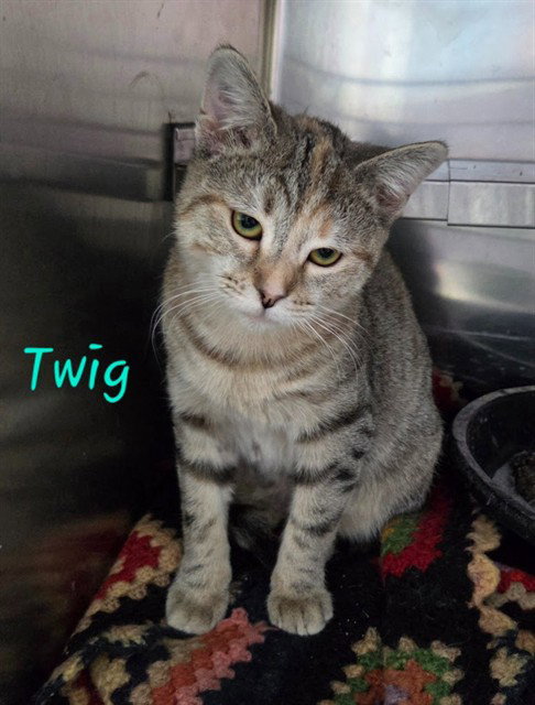TWIG