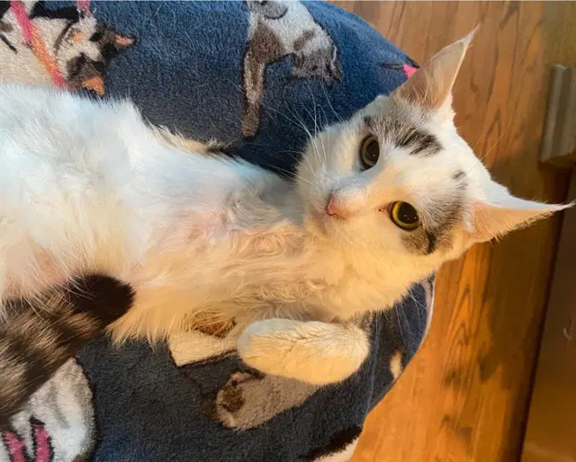 Andromeda - Domestic Short Hair
