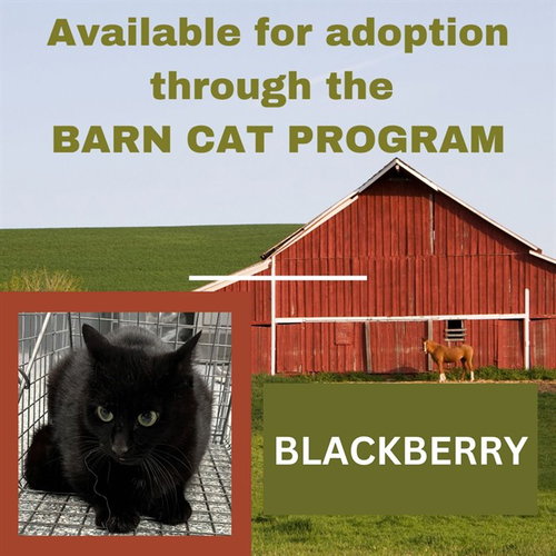 BLACKBERRY BARN CAT, an adoptable Domestic Short Hair in Westminster, MD