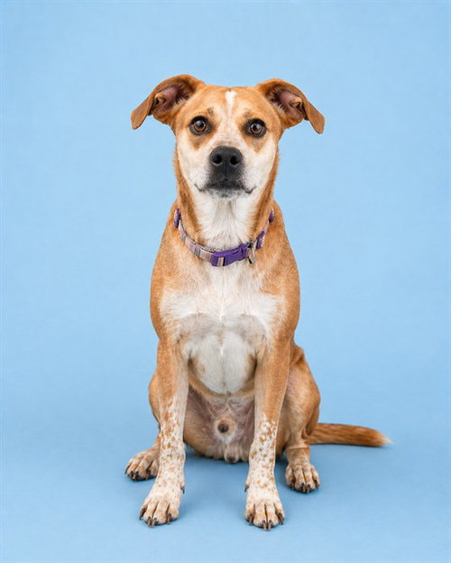 CHASE, an adoptable Jack Russell Terrier in Westminster, MD