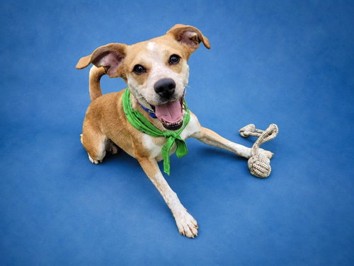 CHASE, an adoptable Jack Russell Terrier in Westminster, MD