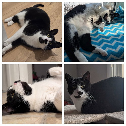 PEPPER, Adult Domestic Short Hair (medium coat), cat for adoption in Bowie, Maryland