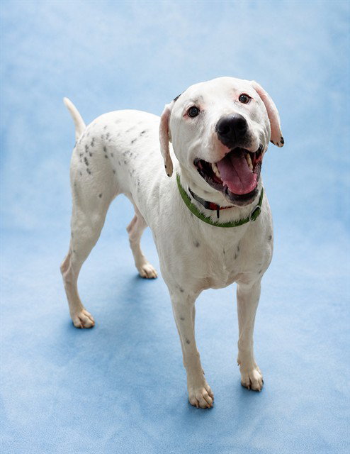CHAPLIN, an adoptable Pit Bull Terrier in Westminster, MD