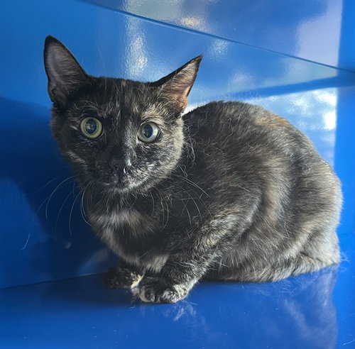 MILKY WAY, an adoptable Domestic Short Hair in Westminster, MD