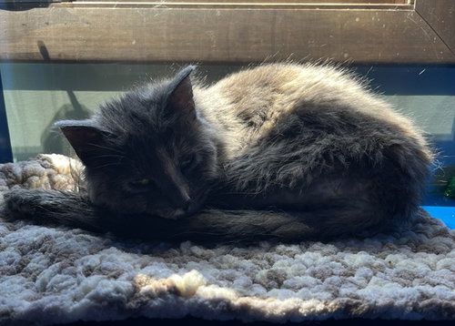MADISON, an adoptable Domestic Medium Hair in Westminster, MD