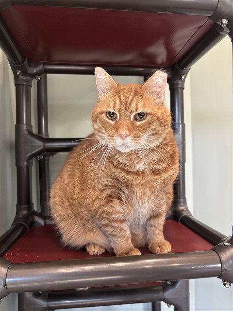 GOMEZ, an adoptable Domestic Short Hair in Westminster, MD