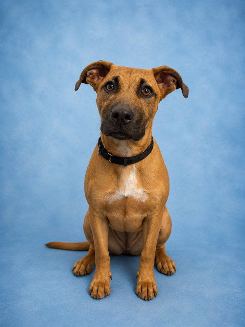 ROCKY, an adoptable Pit Bull Terrier in Westminster, MD