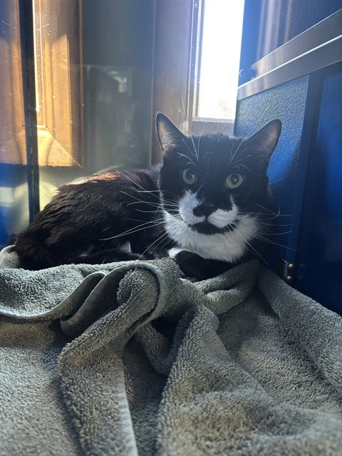 BAXTER, an adoptable Domestic Short Hair in Westminster, MD