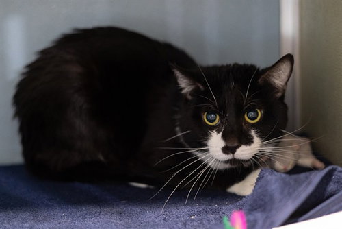 BAXTER - Domestic Short Hair available for adoption