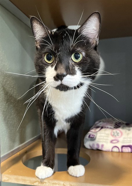 BAXTER, Adult Domestic Short Hair (medium coat), cat for adoption in Hagerstown, Maryland