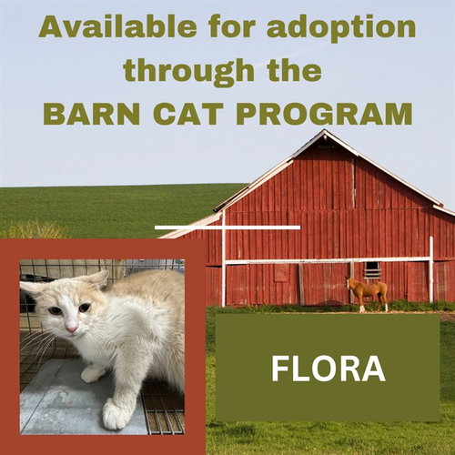 FLORA BARN CAT, an adoptable Domestic Short Hair in Westminster, MD