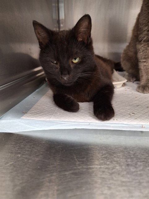 NOLAN, an adoptable Domestic Short Hair in Westminster, MD