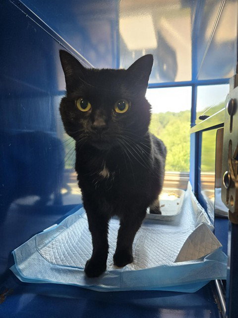 SQUEEK, an adoptable Domestic Short Hair in Westminster, MD