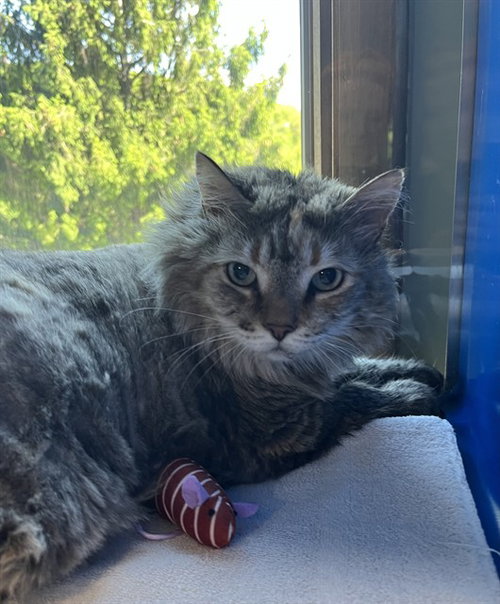 LILY, an adoptable Domestic Long Hair in Westminster, MD
