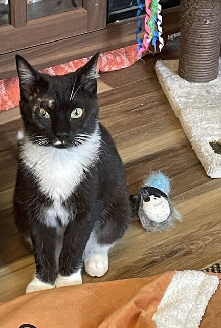 EVEREST, an adoptable Domestic Short Hair in Westminster, MD