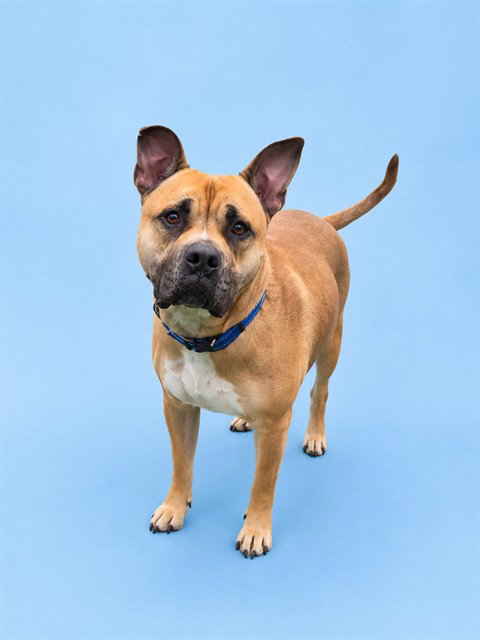 ROOKIE, an adoptable Pit Bull Terrier in Westminster, MD