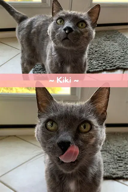 Kiki - Domestic Short Hair