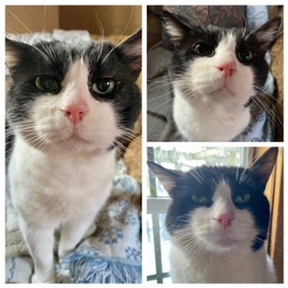 ZIGGY, an adoptable Domestic Short Hair in Westminster, MD