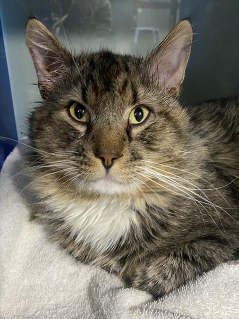 WILLIS, an adoptable Domestic Medium Hair in Westminster, MD