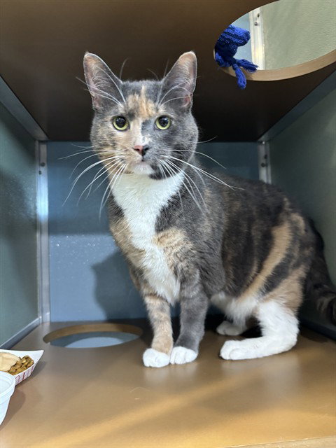 LILA, an adoptable Domestic Short Hair in Westminster, MD